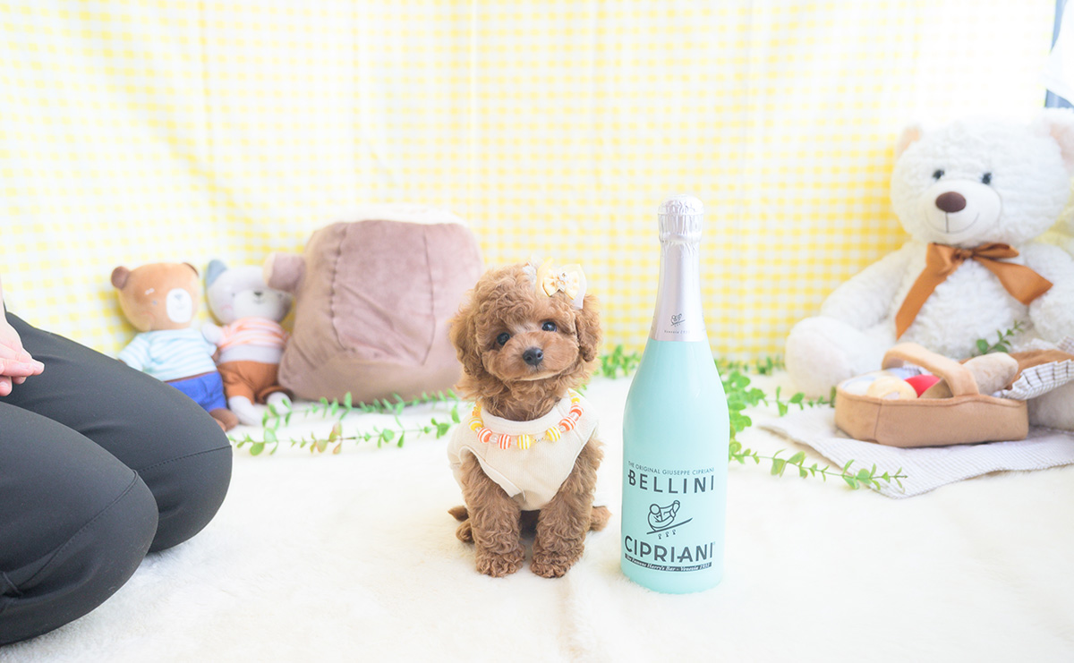 タイニープードルのアプリコットの男の子｜2025年11月5日生まれ｜No.11041｜画像1枚目