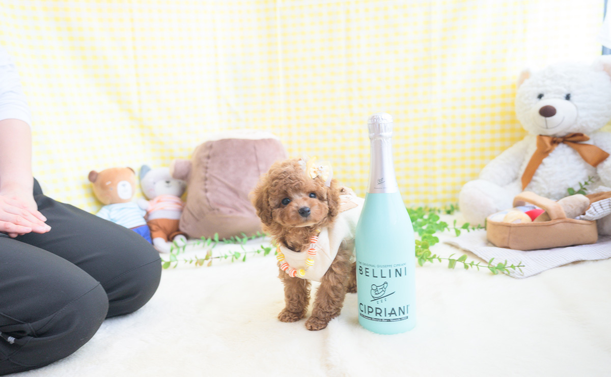 タイニープードルのアプリコットの男の子｜2025年11月5日生まれ｜No.11041｜画像2枚目