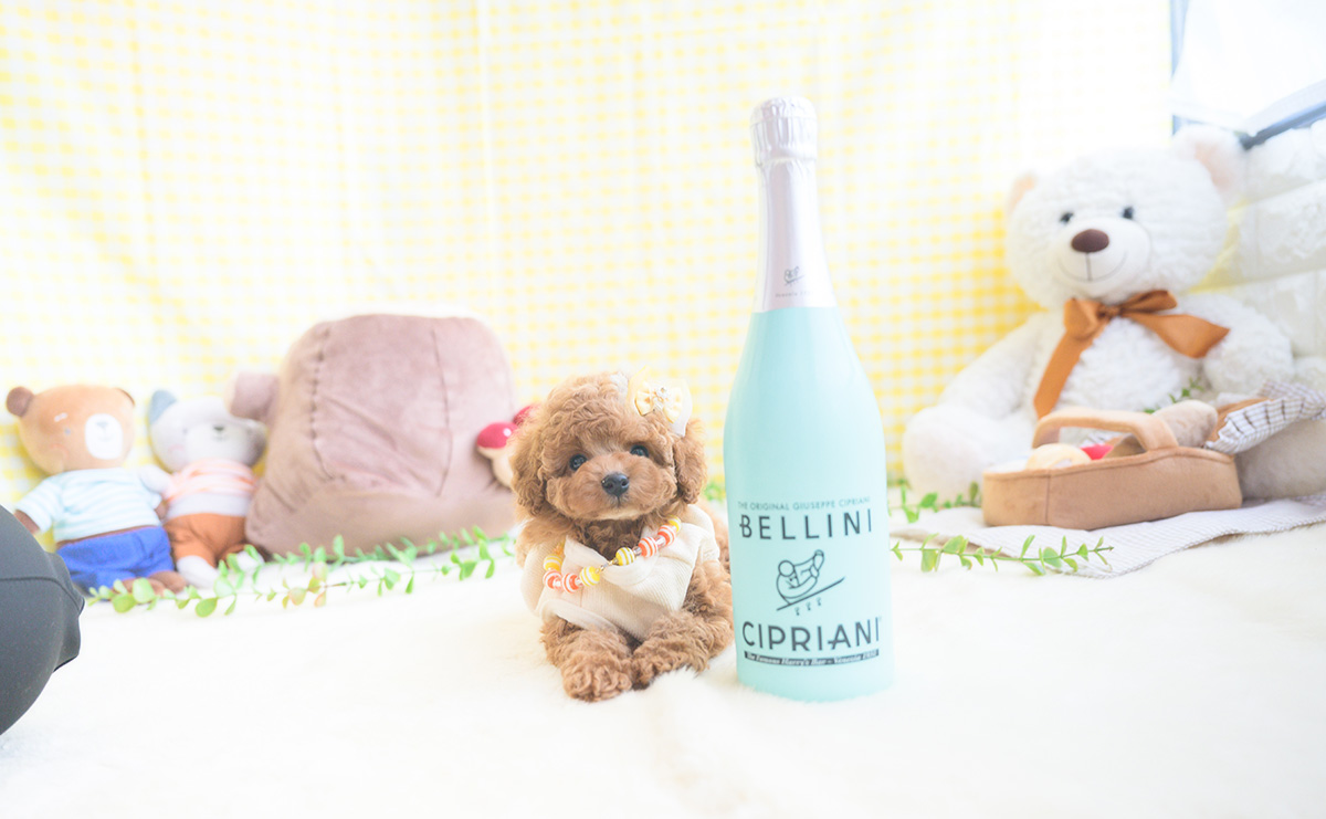 タイニープードルのアプリコットの男の子｜2025年11月5日生まれ｜No.11041｜画像3枚目