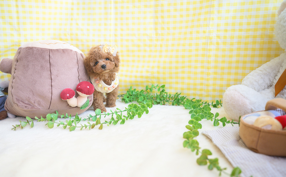 タイニープードルのアプリコットの男の子｜2025年11月5日生まれ｜No.11041｜画像4枚目