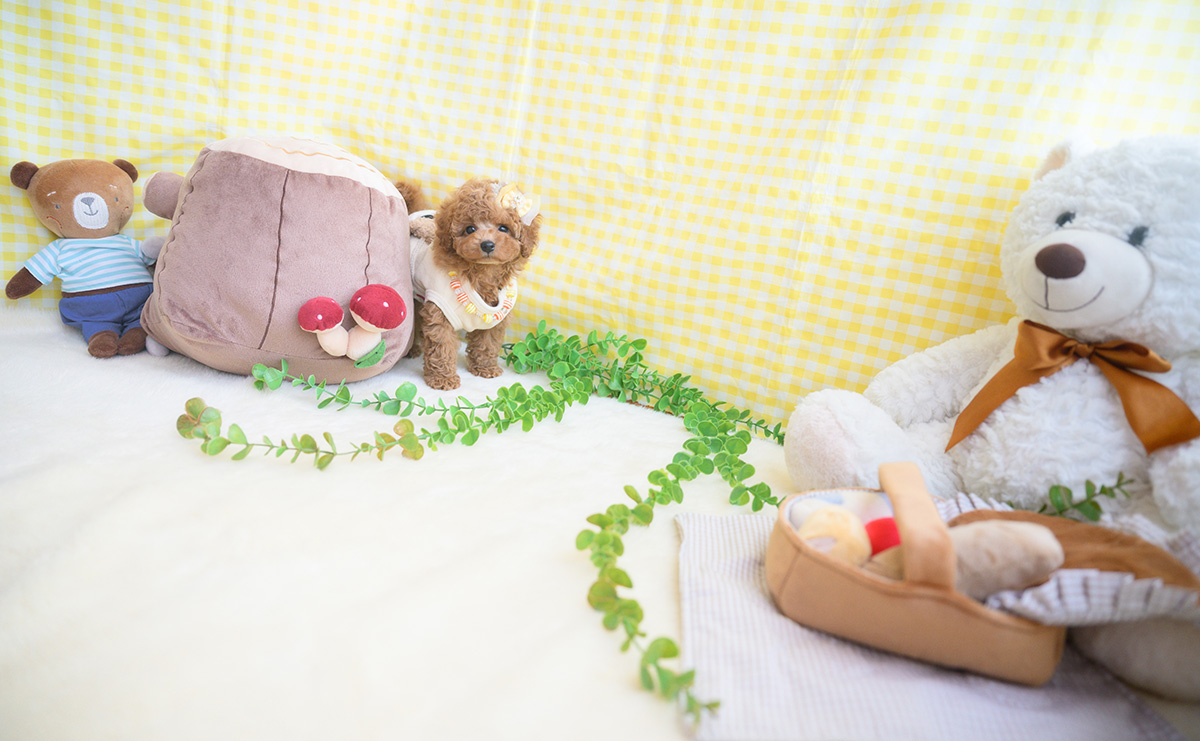 タイニープードルのアプリコットの男の子｜2025年11月5日生まれ｜No.11041｜画像5枚目