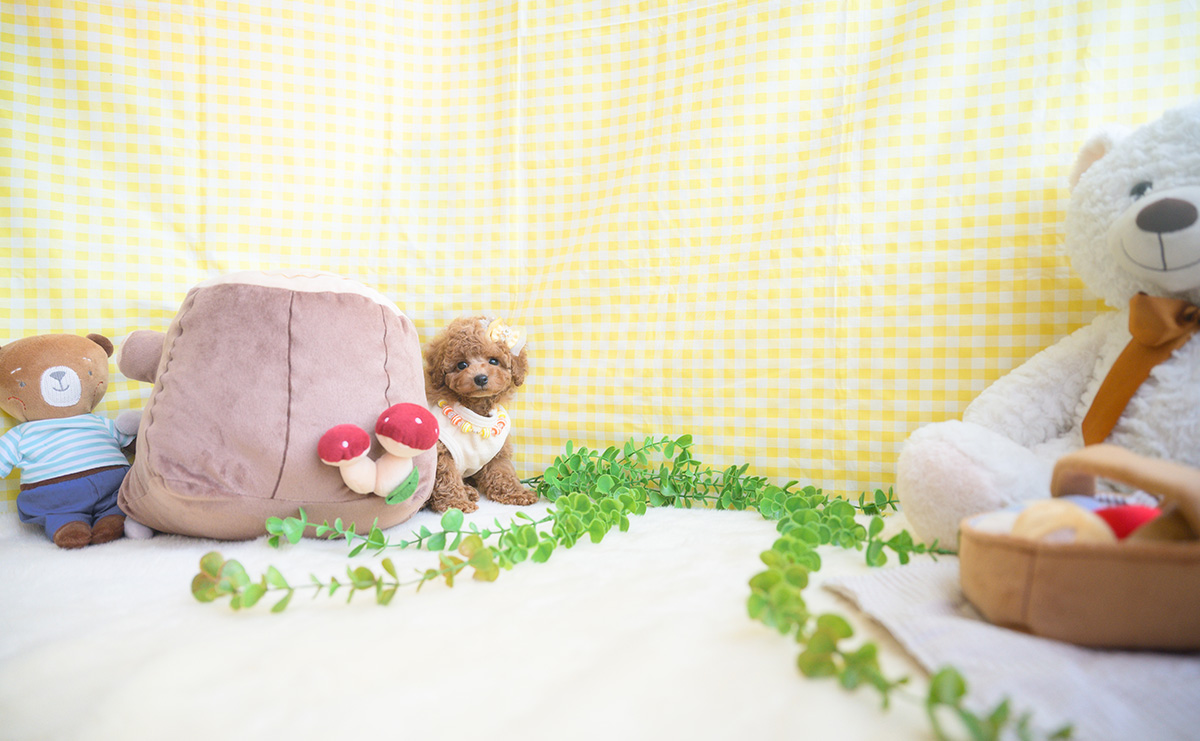 タイニープードルのアプリコットの男の子｜2025年11月5日生まれ｜No.11041｜画像6枚目