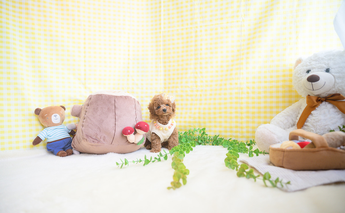 タイニープードルのアプリコットの男の子｜2025年11月5日生まれ｜No.11041｜画像7枚目