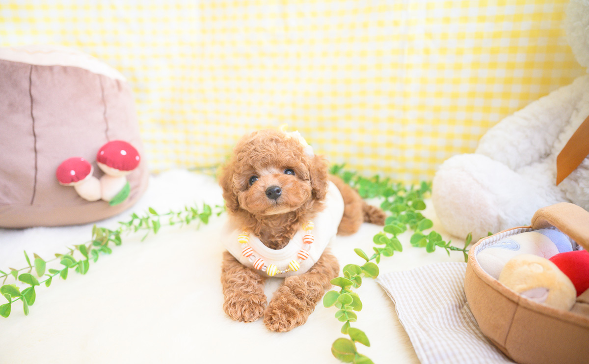 タイニープードルのアプリコットの男の子｜2025年11月5日生まれ｜No.11041｜画像8枚目