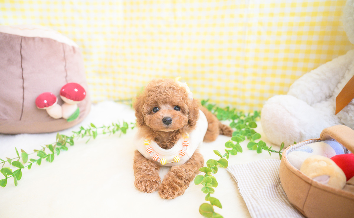 タイニープードルのアプリコットの男の子｜2025年11月5日生まれ｜No.11041｜画像9枚目