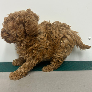 ティーカッププードルのアプリコットの女の子｜2025年11月18日生まれ｜No.11061｜画像1枚目