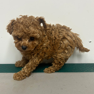 ティーカッププードルのアプリコットの女の子｜2025年11月18日生まれ｜No.11061｜画像2枚目