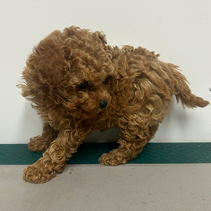 ティーカッププードルのアプリコットの女の子｜2025年11月18日生まれ｜No.11061｜画像3枚目