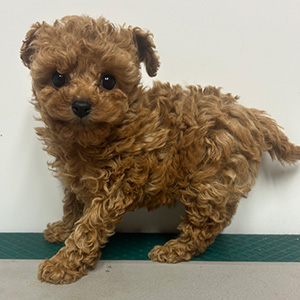 ティーカッププードルのアプリコットの女の子｜2025年11月18日生まれ｜No.11061｜画像0枚目