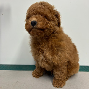 タイニープードルのアプリコットの男の子｜2025年11月2日生まれ｜No.11053｜画像0枚目