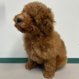 タイニープードルのアプリコットの男の子｜2025年11月2日生まれ｜No.11053｜画像1枚目