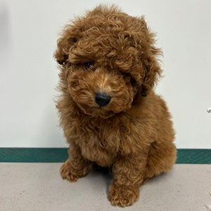 タイニープードルのアプリコットの男の子｜2025年11月2日生まれ｜No.11053｜画像2枚目