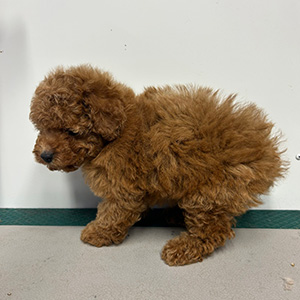 タイニープードルのアプリコットの男の子｜2025年11月2日生まれ｜No.11053｜画像3枚目