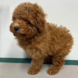 タイニープードルのアプリコットの男の子｜2025年11月2日生まれ｜No.11053｜画像4枚目