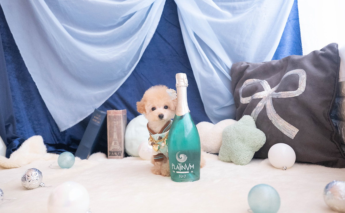 ティーカッププードルのアプリコットの男の子|2025年9月27日生まれ|No.11056|画像0枚目