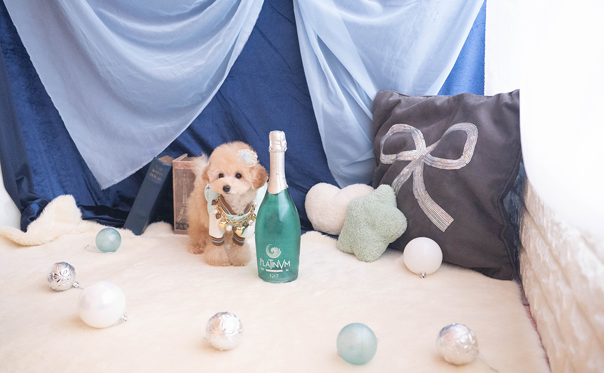 ティーカッププードルのアプリコットの男の子|2025年9月27日生まれ|No.11056|画像1枚目