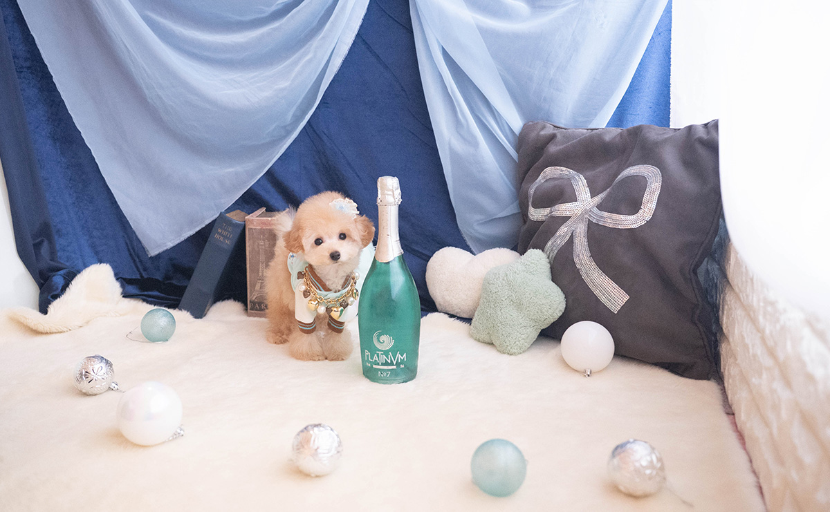 ティーカッププードルのアプリコットの男の子|2025年9月27日生まれ|No.11056|画像2枚目