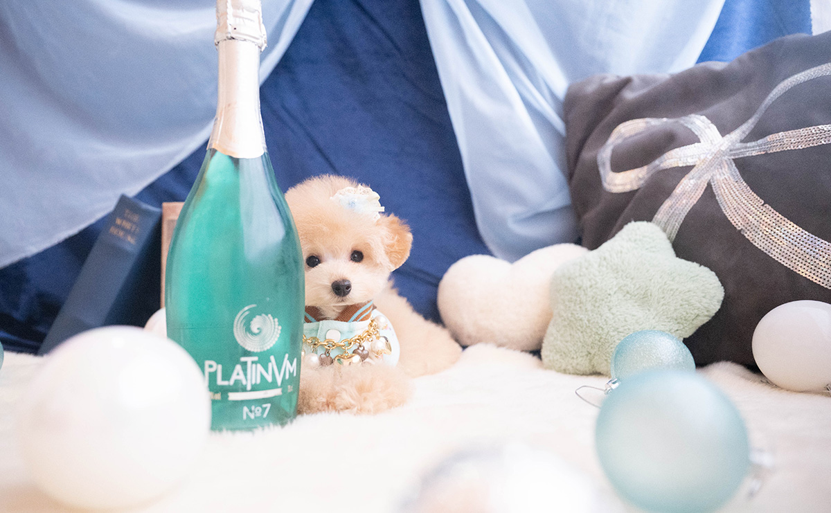 ティーカッププードルのアプリコットの男の子｜2025年9月27日生まれ｜No.11056｜画像3枚目