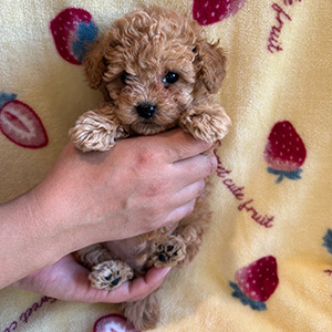 タイニープードルのアプリコットの男の子｜2025年12月9日生まれ｜No.11073｜画像0枚目