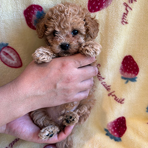 タイニープードルのアプリコットの男の子｜2025年12月9日生まれ｜No.11073｜画像1枚目