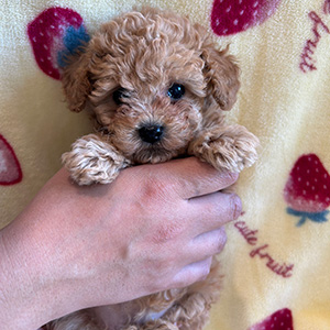 タイニープードルのアプリコットの男の子｜2025年12月9日生まれ｜No.11073｜画像2枚目