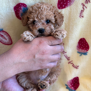 タイニープードルのアプリコットの男の子｜2025年12月9日生まれ｜No.11073｜画像3枚目