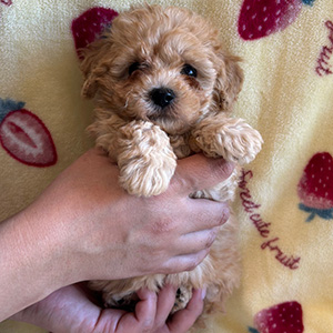 タイニープードルのアプリコットの女の子｜2025年12月9日生まれ｜No.11074｜画像0枚目