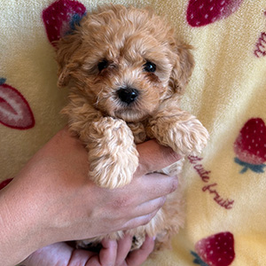 タイニープードルのアプリコットの女の子｜2025年12月9日生まれ｜No.11074｜画像1枚目