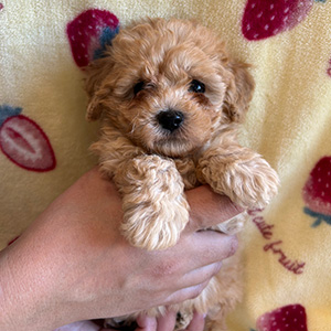 タイニープードルのアプリコットの女の子｜2025年12月9日生まれ｜No.11074｜画像2枚目