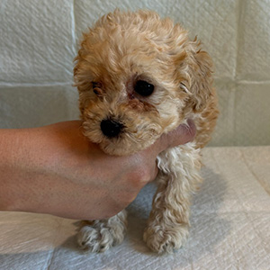 トイプードルのアプリコットの男の子｜2025年12月21日生まれ｜No.11088｜画像0枚目