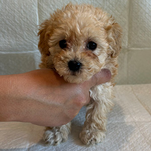 トイプードルのアプリコットの男の子｜2025年12月21日生まれ｜No.11088｜画像1枚目