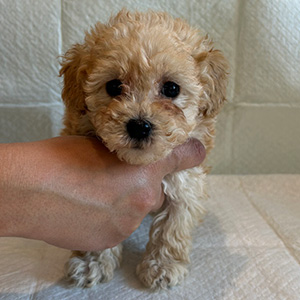 トイプードルのアプリコットの男の子｜2025年12月21日生まれ｜No.11088｜画像2枚目