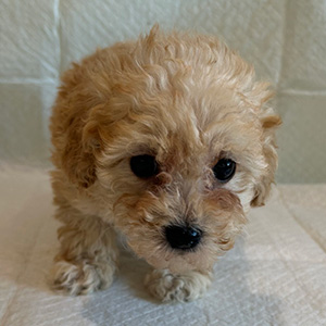 トイプードルのアプリコットの男の子｜2025年12月21日生まれ｜No.11088｜画像3枚目