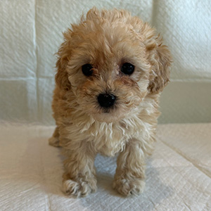 トイプードルのアプリコットの男の子｜2025年12月21日生まれ｜No.11088｜画像4枚目