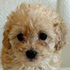 トイプードルのアプリコットの男の子（2025年12月21日生まれ）