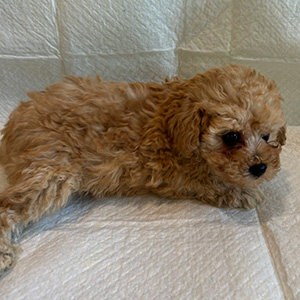 タイニープードルのアプリコットの女の子｜2025年11月30日生まれ｜No.11060｜画像1枚目