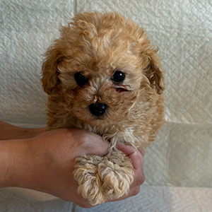 タイニープードルのアプリコットの女の子｜2025年11月30日生まれ｜No.11060｜画像2枚目