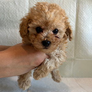 タイニープードルのアプリコットの女の子｜2025年11月30日生まれ｜No.11060｜画像3枚目