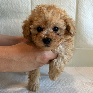 タイニープードルのアプリコットの女の子｜2025年11月30日生まれ｜No.11060｜画像0枚目