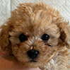 タイニープードルのアプリコットの女の子（2025年11月30日生まれ）