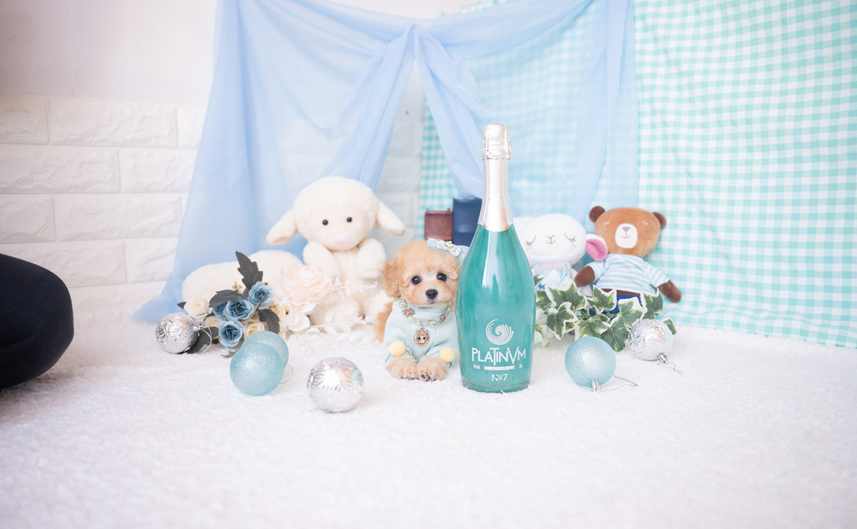 ティーカッププードルのアプリコットの男の子｜2025年11月27日生まれ｜No.11059｜画像3枚目