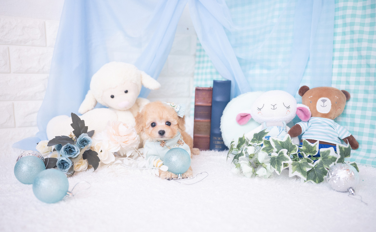 ティーカッププードルのアプリコットの男の子｜2025年11月27日生まれ｜No.11059｜画像1枚目