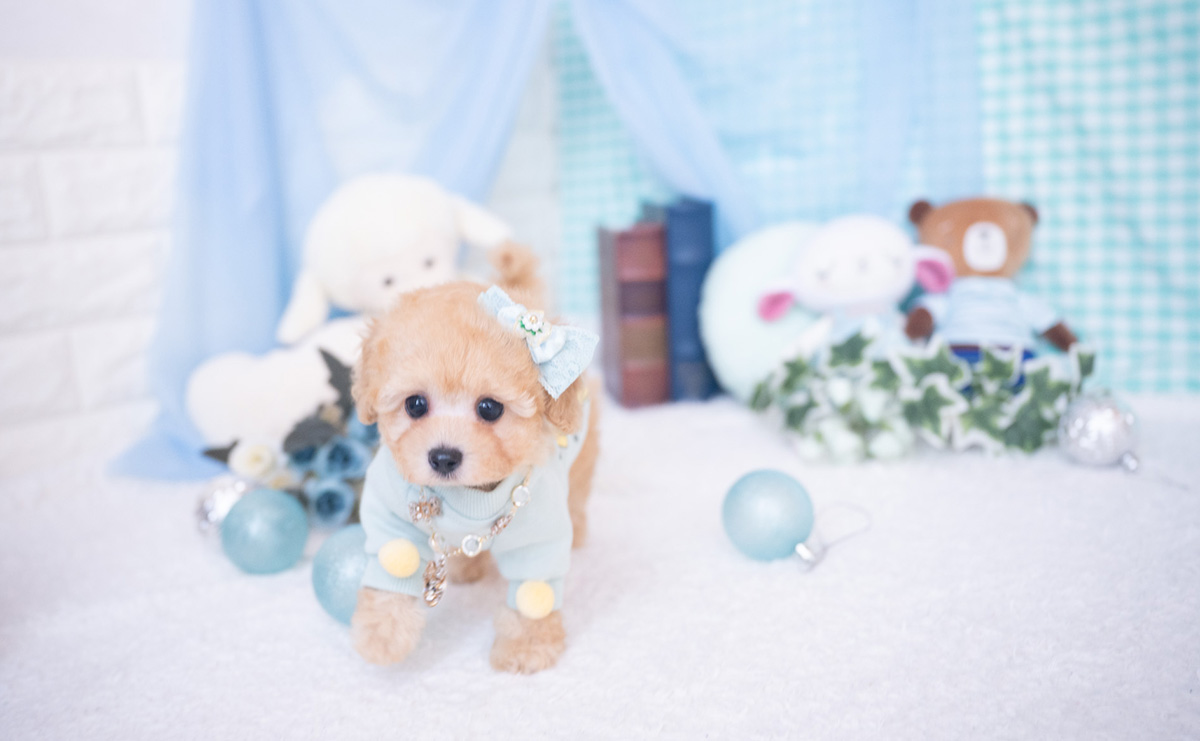 ティーカッププードルのアプリコットの男の子｜2025年11月27日生まれ｜No.11059｜画像0枚目