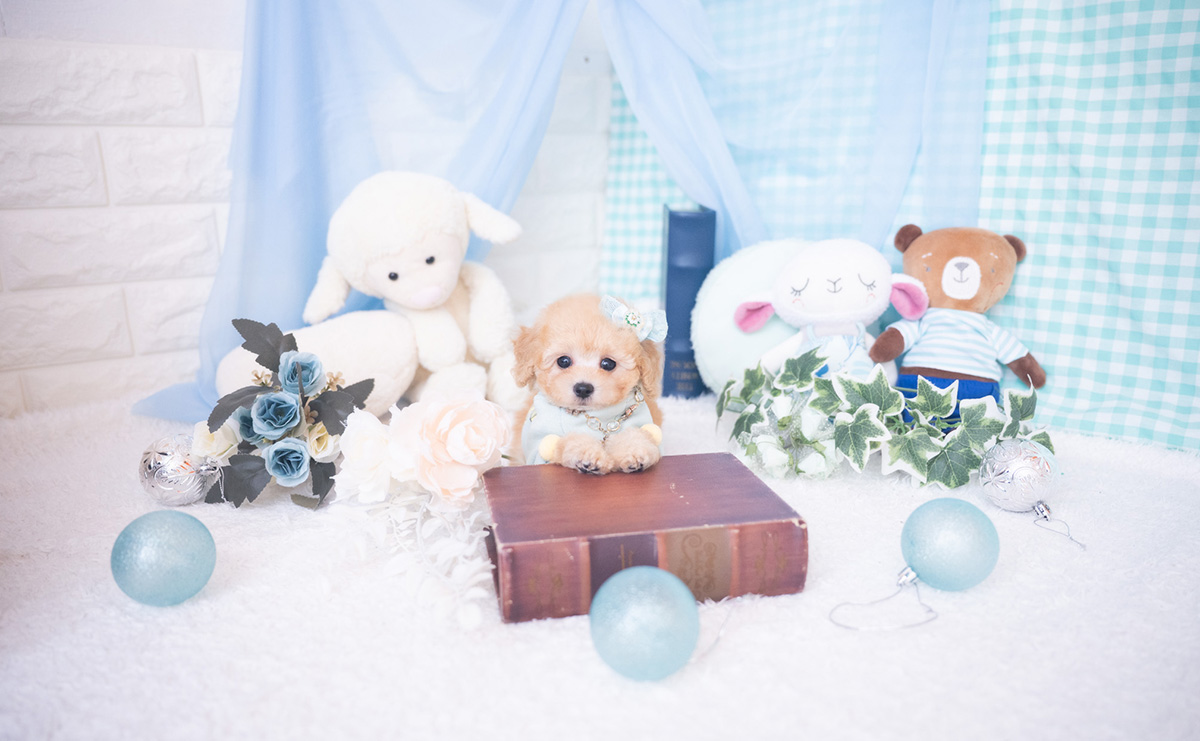 ティーカッププードルのアプリコットの男の子｜2025年11月27日生まれ｜No.11059｜画像4枚目