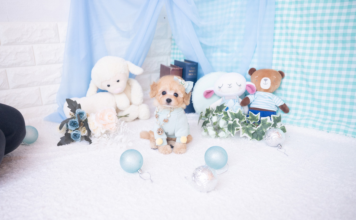 ティーカッププードルのアプリコットの男の子｜2025年11月27日生まれ｜No.11059｜画像5枚目