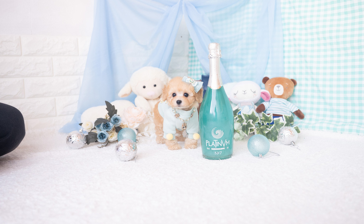 ティーカッププードルのアプリコットの男の子｜2025年11月27日生まれ｜No.11059｜画像7枚目