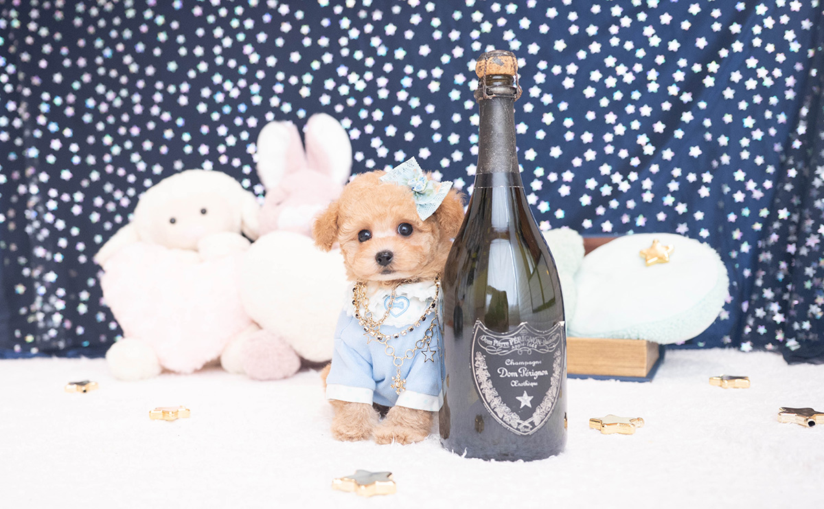 タイニープードルのアプリコットの男の子｜2025年11月27日生まれ｜No.11063｜画像1枚目