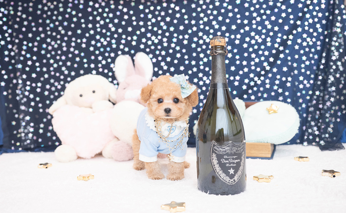 タイニープードルのアプリコットの男の子｜2025年11月27日生まれ｜No.11063｜画像2枚目