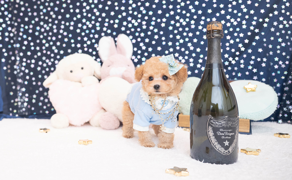 タイニープードルのアプリコットの男の子｜2025年11月27日生まれ｜No.11063｜画像3枚目