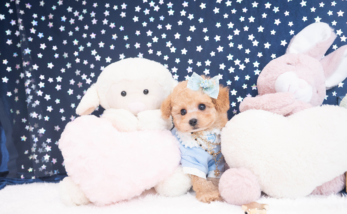 タイニープードルのアプリコットの男の子｜2025年11月27日生まれ｜No.11063｜画像6枚目